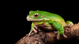 Timeline: Этимология слова "Лягушка"