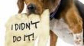 Timeline: Week of December 8th