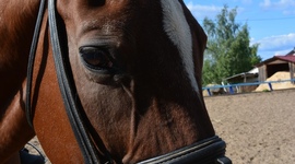 Timeline: история о том, как я ходила за хлебушком