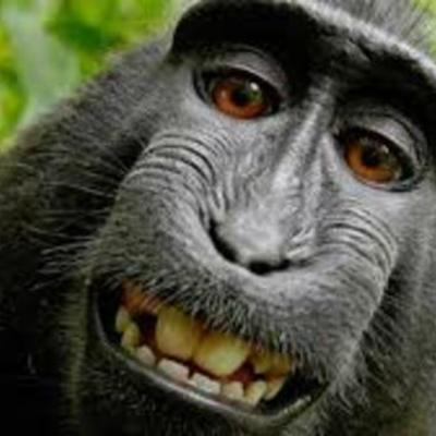 Timeline: REGNE SOPA DE MACACO