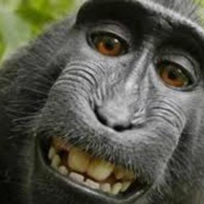 Timeline: Regne Sopa de Macaco