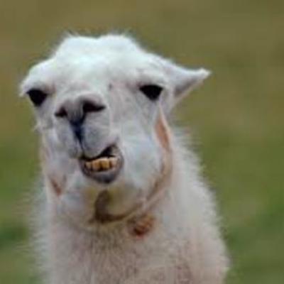 Timeline: sopa de macaco