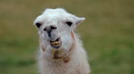 Timeline: sopa de macaco