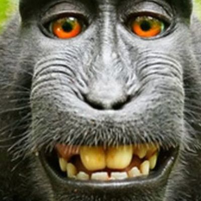 Timeline: REGNE SOPA MACACO