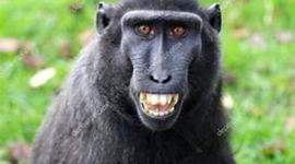 Timeline: regnat dels macacos