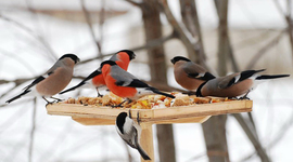 Timeline: Литературное сопровождение муниципального конкурса-акции "Пернатые друзья"