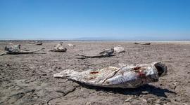 Timeline: Salton Sea