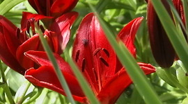 Timeline: Ashlynn & Lindsay