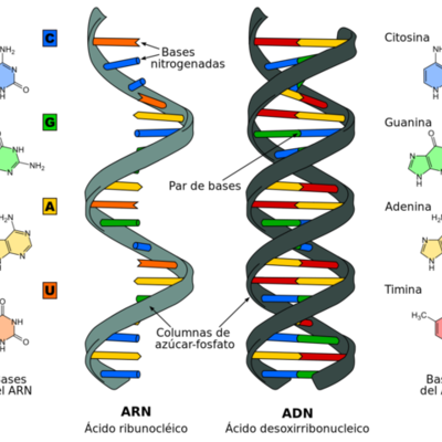 Timeline: Descubrimientos del DNA