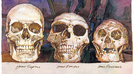 Timeline: Línia evolutiva dels homínids