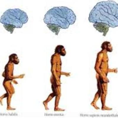 Timeline: Evolucion del cerebro