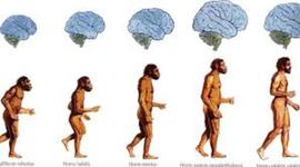 Timeline: Evolucion del cerebro