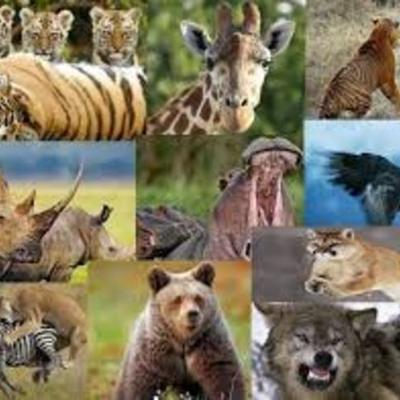 Timeline: Clasificación animal