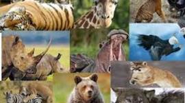 Timeline: Clasificación animal