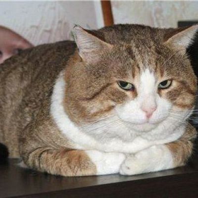 Timeline: Historia de la Robótica