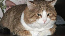 Timeline: Historia de la Robótica