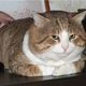 Gato gordo