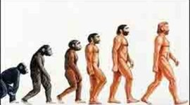 Timeline: Evolució home