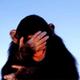 Embarrassed chimpanzee