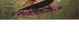 Timeline: La Vida de agua