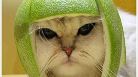 Timeline: World War II Timeline