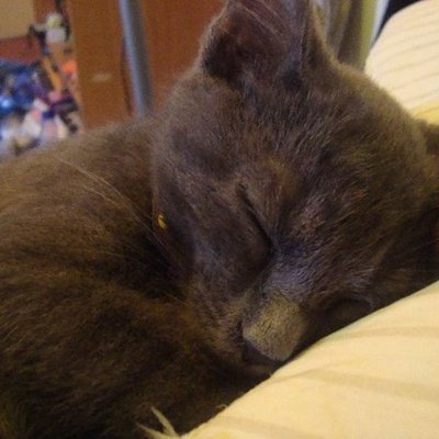 Timeline: La Vida de Cheyenne