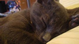 Timeline: La Vida de Cheyenne