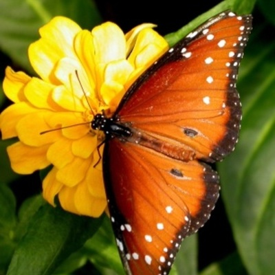 Timeline: A Butterfly's Life