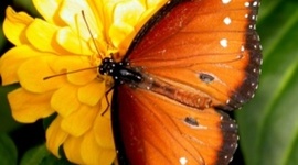 Timeline: A Butterfly's Life