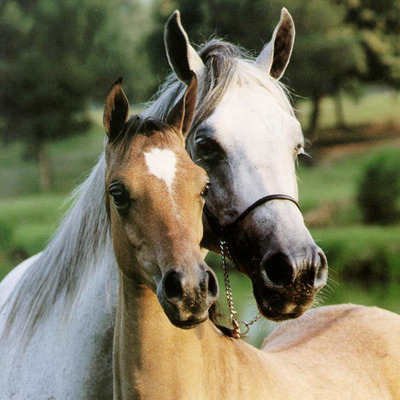 Timeline: History of the Horse