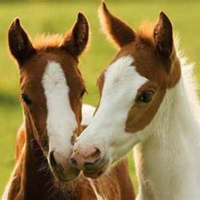 Timeline: History Of Horses