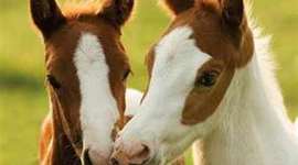 Timeline: History Of Horses