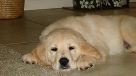 Timeline: Colette Born