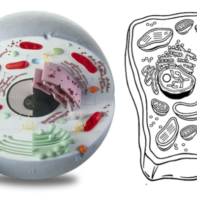 Timeline: Cell Theory Timeline