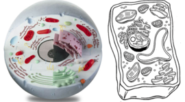 Timeline: Cell Theory Timeline