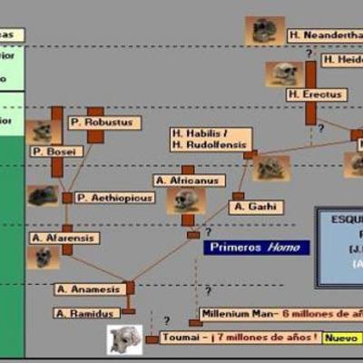 Timeline: EVOLUCIÓ DE L'HOME
