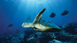 Timeline: The History Of Oceanography