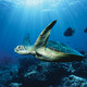 Ocean turtle