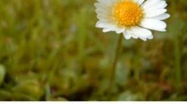 Timeline: Inner Nature