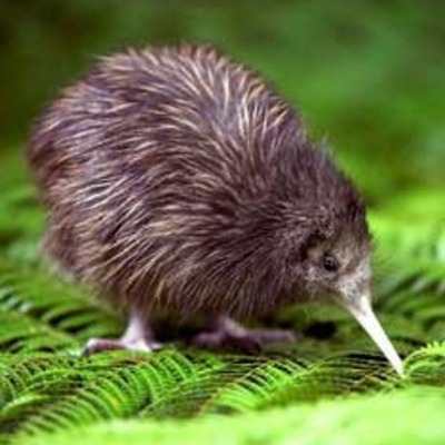 Timeline: NZ Ancestory