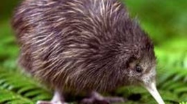 Timeline: NZ Ancestory