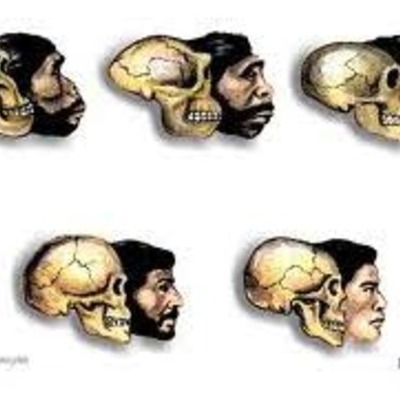 Timeline: Evolució humana