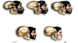Timeline: Evolució humana