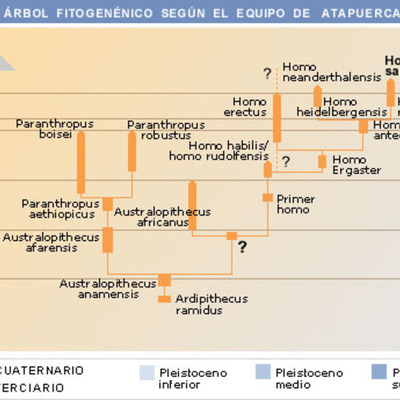 Timeline: Evolució humana