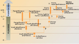 Timeline: Evolució humana