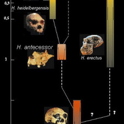 Timeline: línea evolutiva de l'home