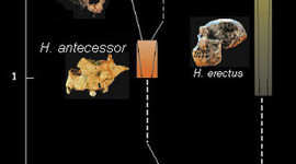 Timeline: línea evolutiva de l'home