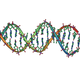 Dna double helix horizontal