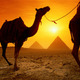 Egypt camel sunset