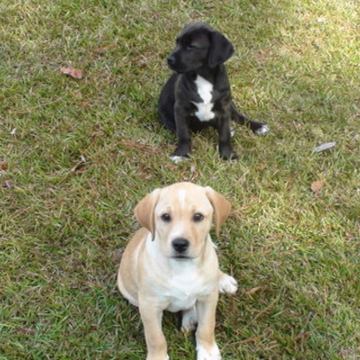 Timeline: Jake and Chase Birthday  August 22, 2010